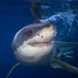 What Shark Week Can Teach Us About Good HR